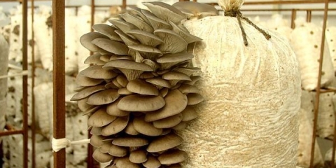 Kako uzgajati bukovače kod kuće